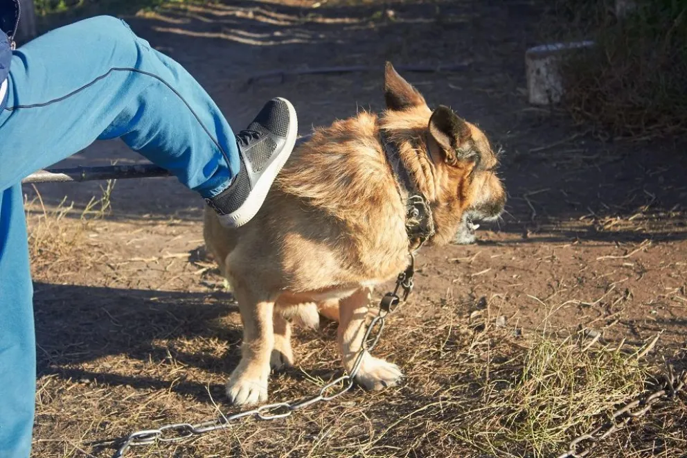 No te quedes con la indignación: Qué es el maltrato animal y cómo denunciarlo