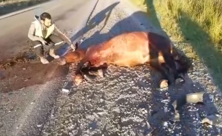 Un hombre está internado tras chocar con un caballo en Ruta 65