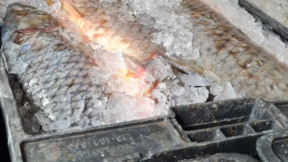 Un posible mercado para la carpa rionegrina 
