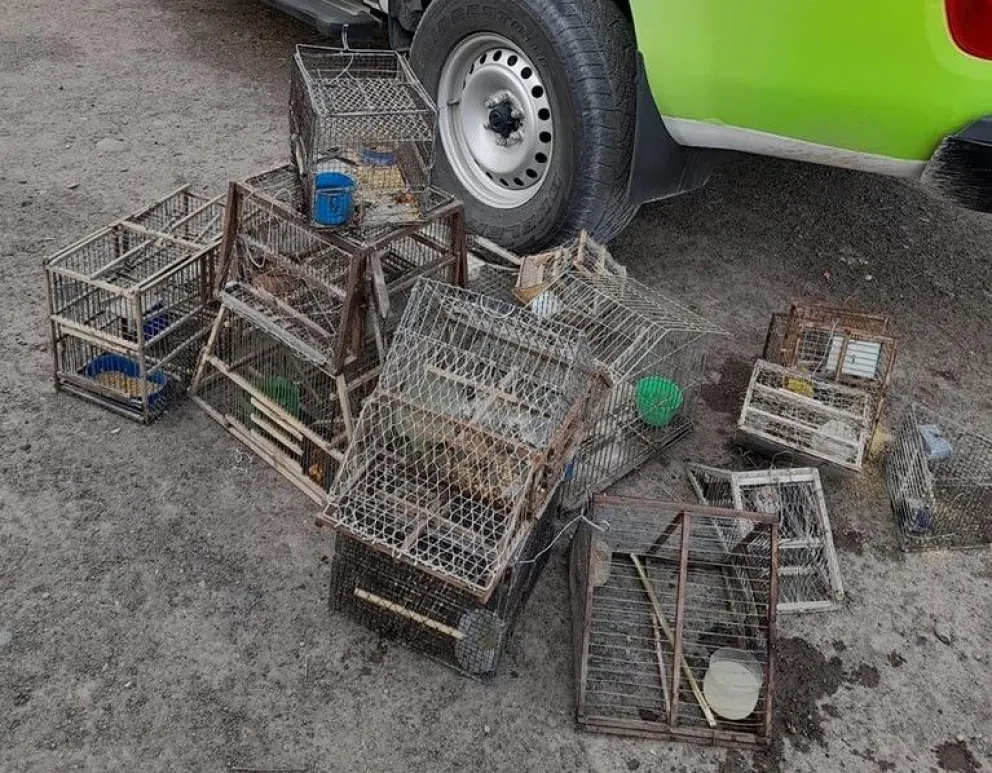 Allanaron una vivienda por tener aves exóticas en cautiverio y peligro de extinción