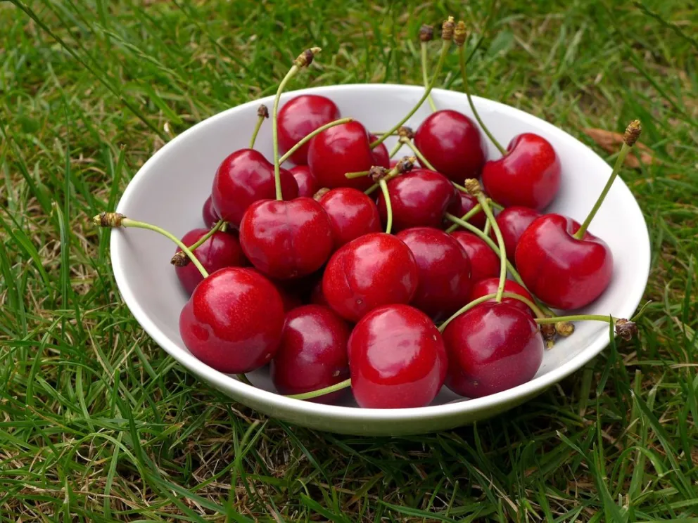 Un ente nacional busca potenciar la producción de cerezas en el Alto Valle