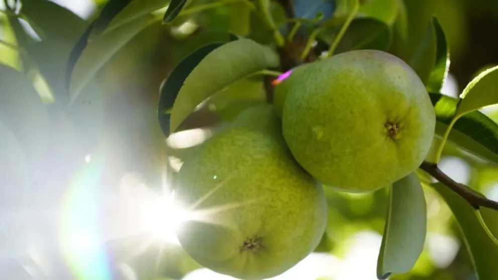 Destinarán $210 millones a productores afectados por heladas y granizo