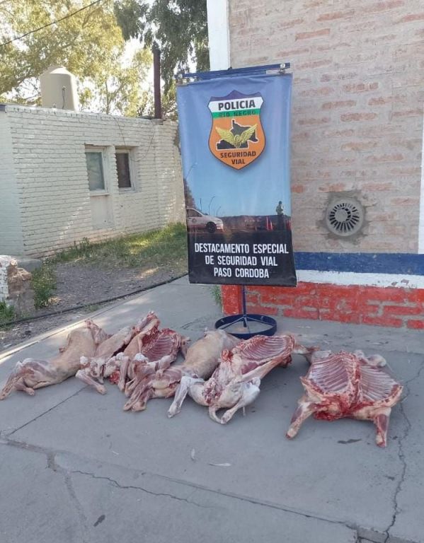 Llegan las fiestas y el contrabando de carne incrementa: secuestran 8 corderos en un solo día