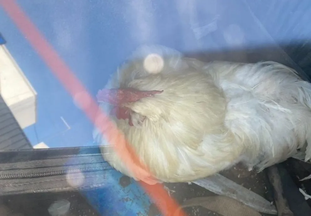 Increíble: Lo denunciaron por tener a un gallo encerrado en el baúl del auto