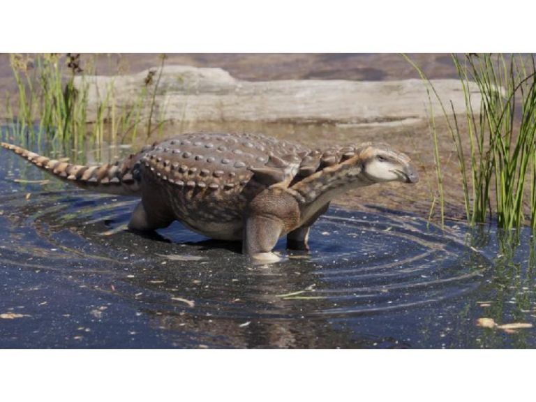 Gracias A Restos Fósiles Hallados En Roca Descubren Una Nueva Especie Gracias A Restos Fósiles Hallados En Roca Descubren Una Nueva Especie