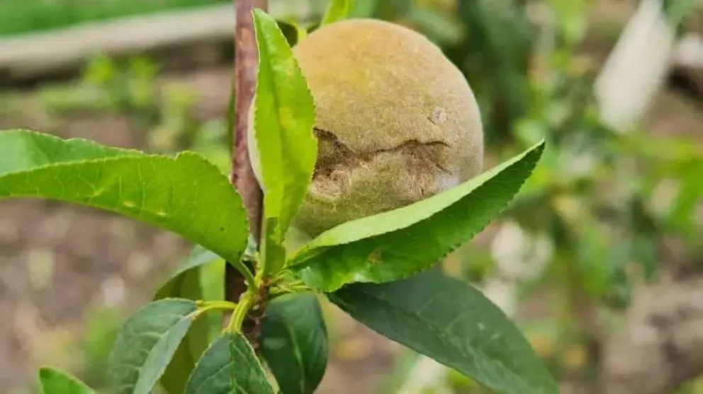 Está disponible la planilla para adherirse a la Emergencia Agropecuaria