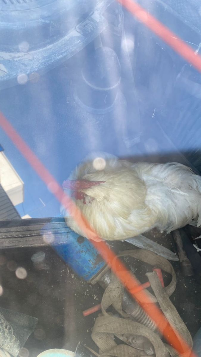 gallo encerrado en auto diciembre 2022