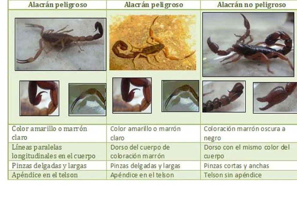Con el calor también llegan los alacranes, una especie potencialmente peligrosa