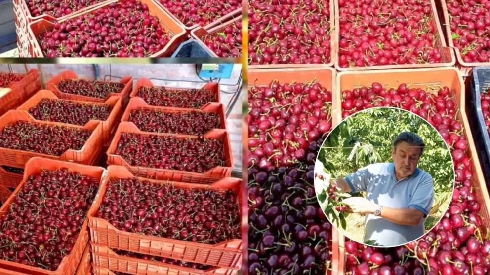 Un roquense apostó al negocio de la cereza y abrió su propia planta de empaque artesanal