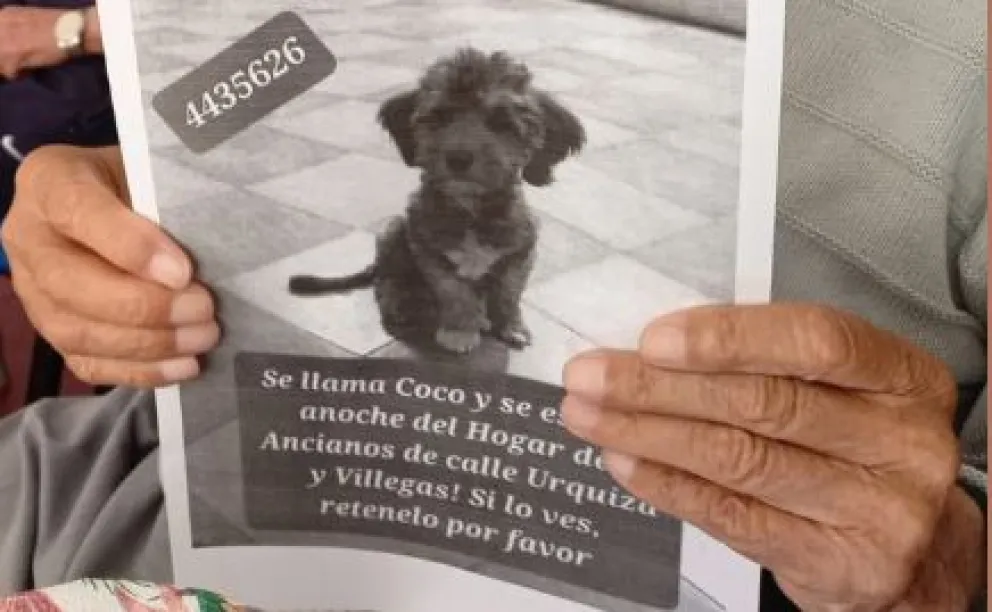 Ayuda a encontrarlo: Se perdió Coco, el perrito de la residencia Rosa Padín y los residentes lo extrañan mucho