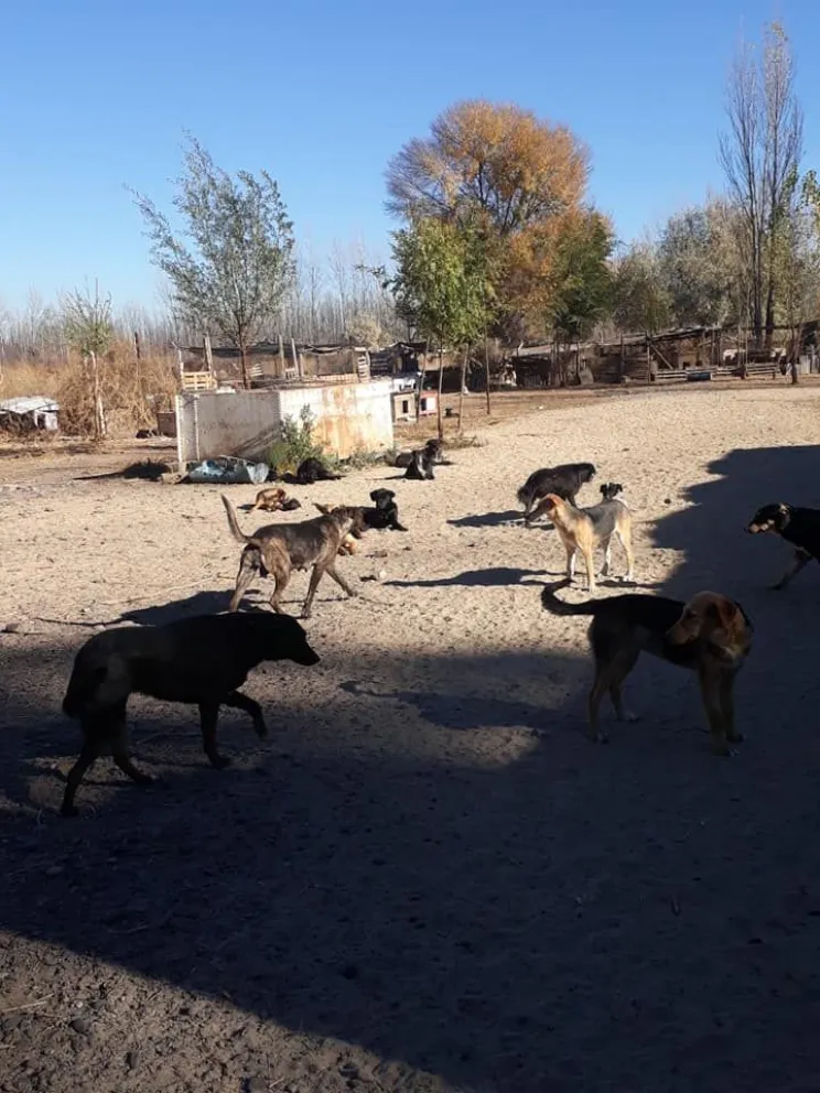 Los callejeritos del APA recibieron atención veterinaria y limpieza de predio 