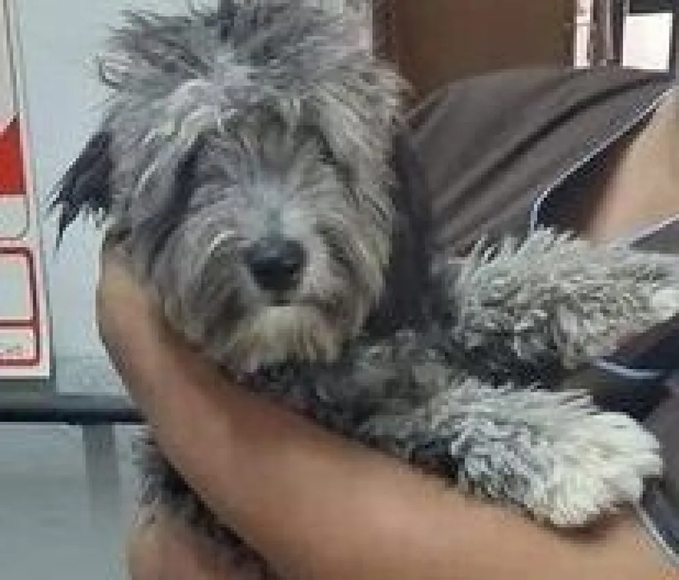 Una maravillosa noticia: Apareció Coco y volvió la alegría a la residencia Rosa Padín