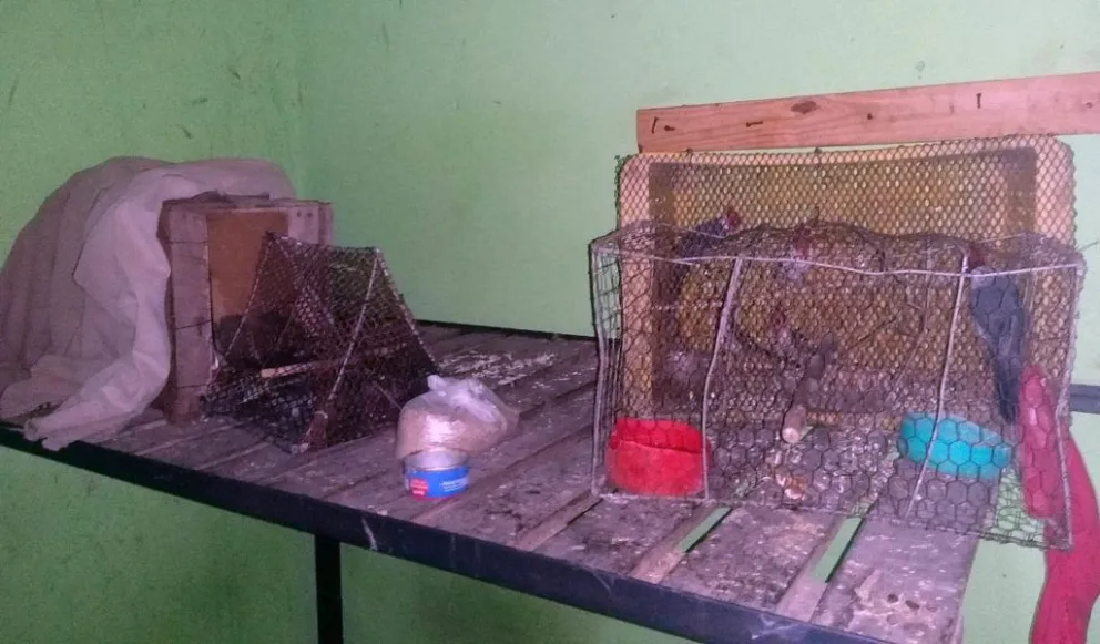 Secuestraron aves silvestres que se encontraban en cautiverio