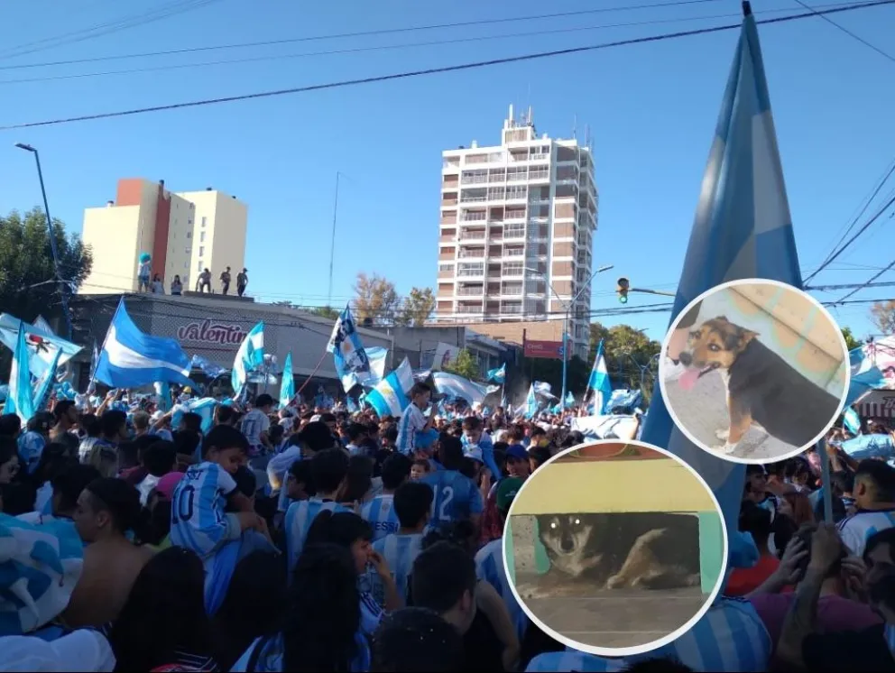 La contracara de los festejos: exigen respetar la “Pirotecnia Cero” por el bienestar de las mascotas