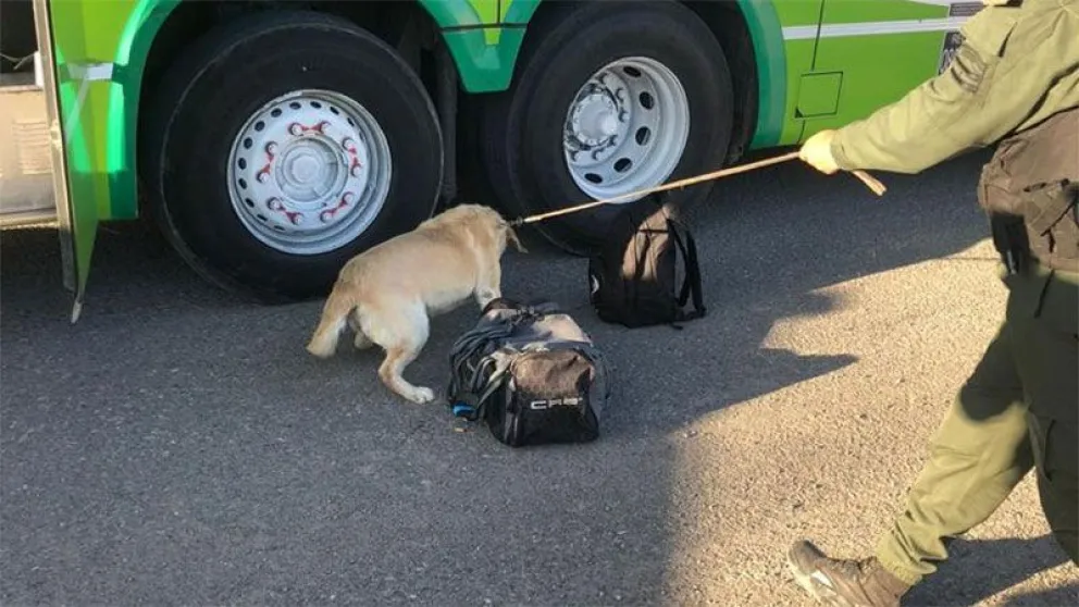 El perro Alex sospechó del equipaje de un viajero y lo interceptó en la entrada del Valle
