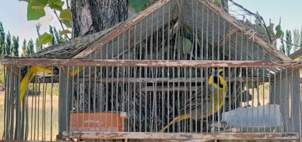 La policía secuestró 34 aves silvestres que se encontraban en cautiverio 