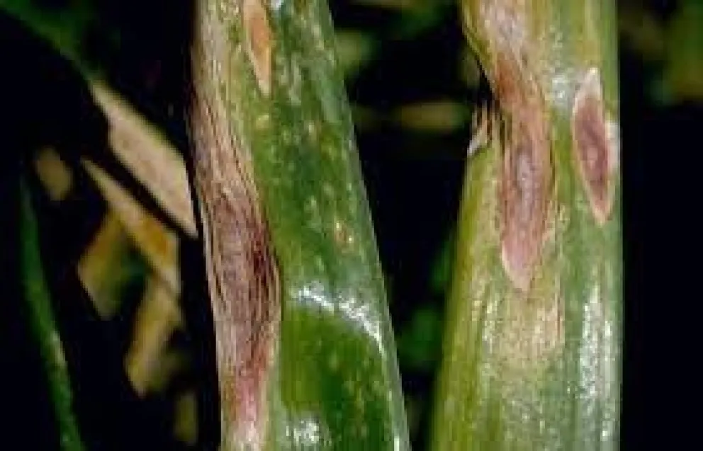 A veinte días de que comienza la cosecha de pera: Alarma por sarna de peral y tizón de la hoja 