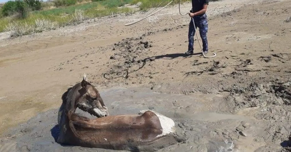 Gran operativo para rescatar un potrillo que estaba enterrado en el barro