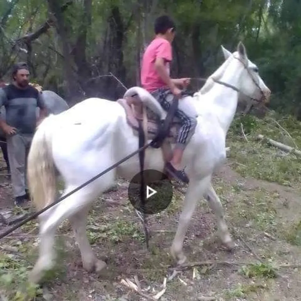 Triste final: se le escapó el caballo a un nene de 9 años y lo encontró faenado