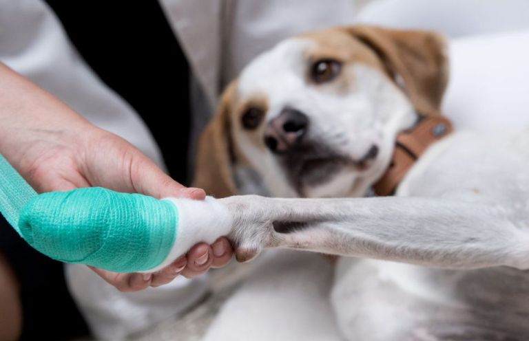 ¿Cómo será la atención veterinaria para Año Nuevo en Roca?