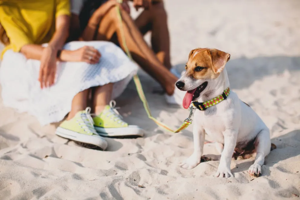 ¿Viajar con mascotas? Conoce los trámites que debes hacer para llevarlas de vacaciones 