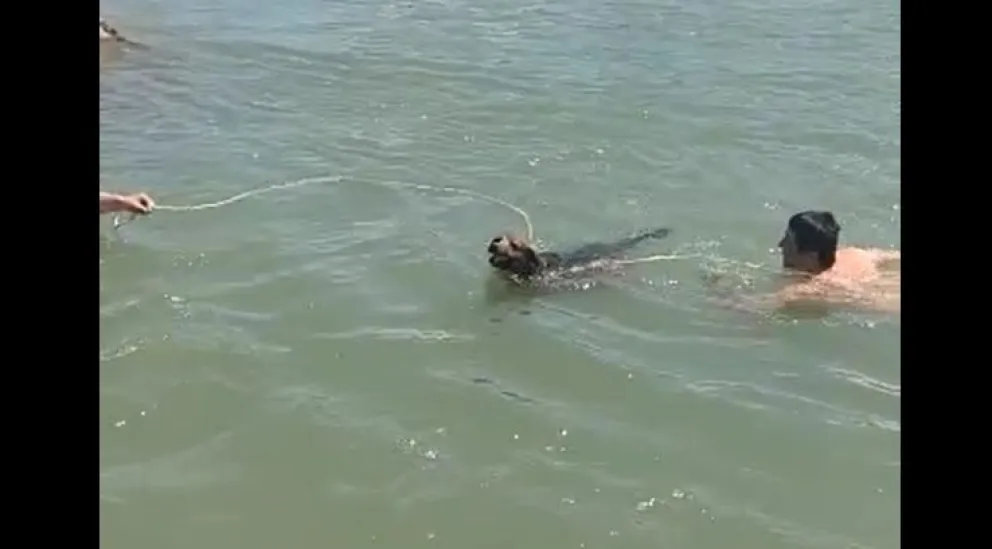 Gran hazaña: Se tiraron al canal grande y rescataron a un perro a punto de morir ahogado 