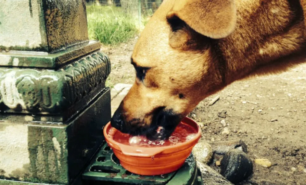 Ante la ola de calor, lanzan campaña para poner recipientes de agua para los callejeritos