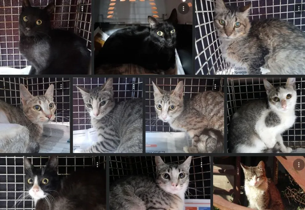 "Almas felinas" denunció que los vecinos atentan contra la vida de los gatos de la colonia