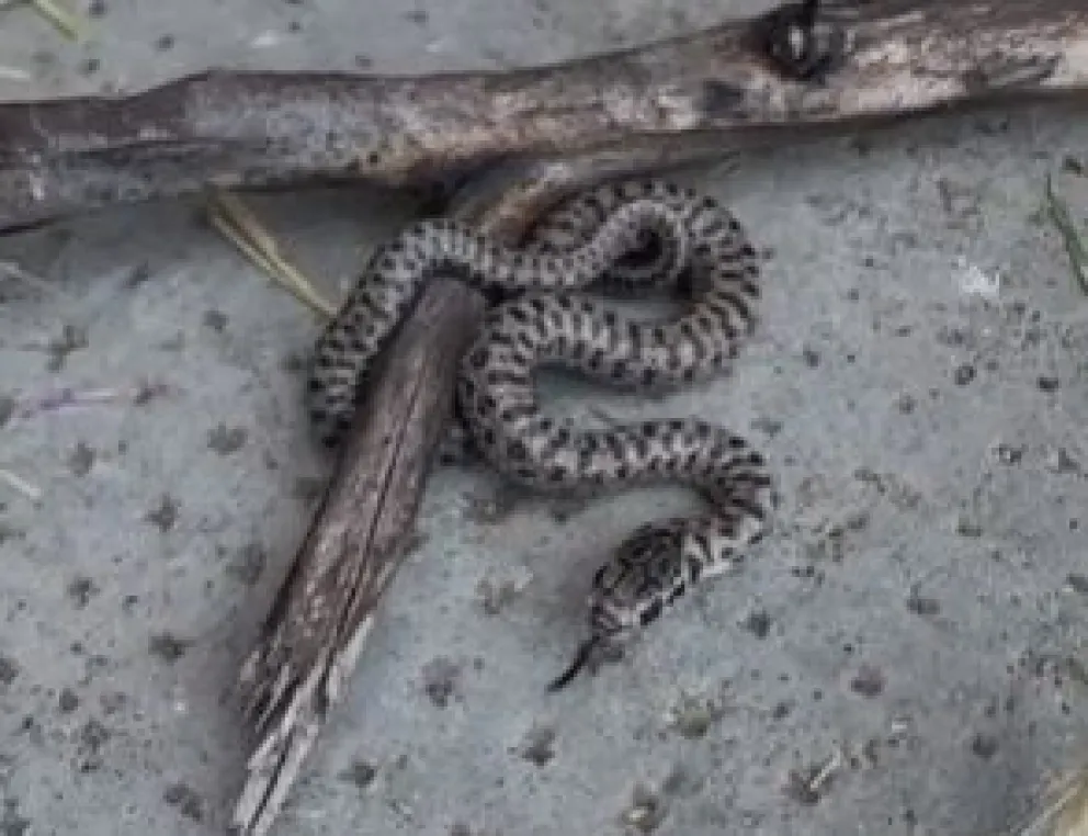 VIDEO: apareció una culebra Patagónica