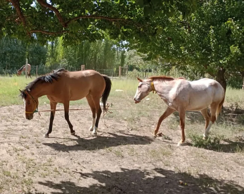 Triste desenlace: encontró a sus dos yeguas faenadas frente a la Policía Rural