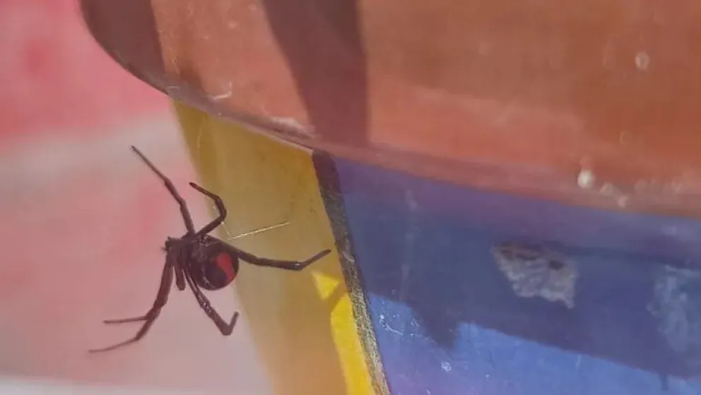 Alerta por una Viuda Negra: cómo prevenir la proliferación de esta mortal especie 