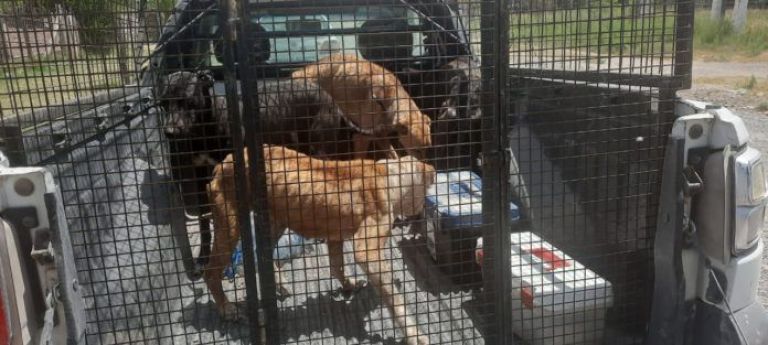 PERROS RESCATADOS CHACRA MONTE
