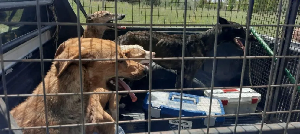 Maltrato animal: Rescataron en Chacra Monte perros en total estado de abandono