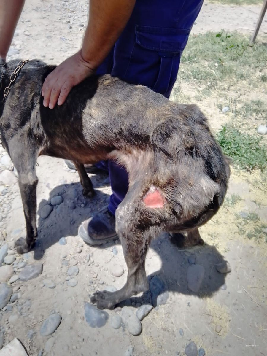 MALTRATO ANIMAL CHACRA MONTE