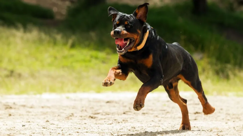Un trabajador rural fue atacado por un Rottweiller y perdió el brazo