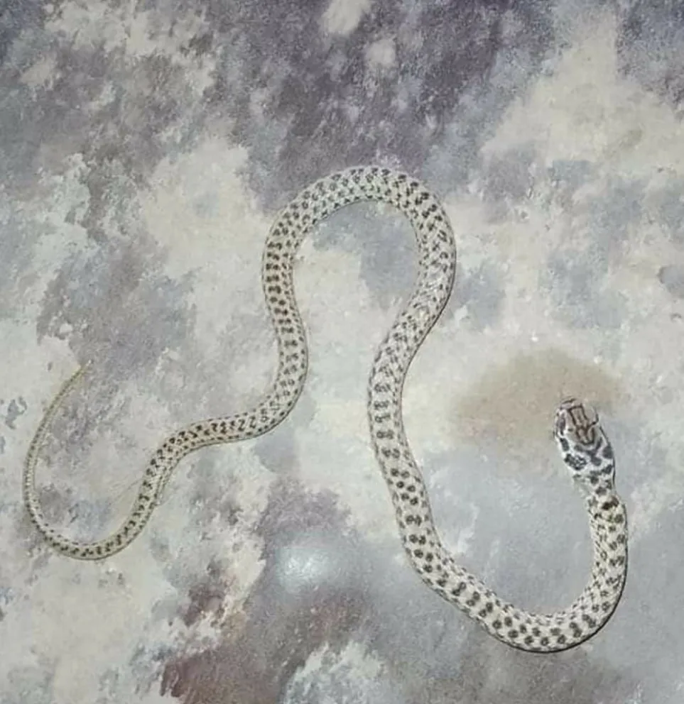 Apareció una culebra ratonera en una vivienda de la zona norte 