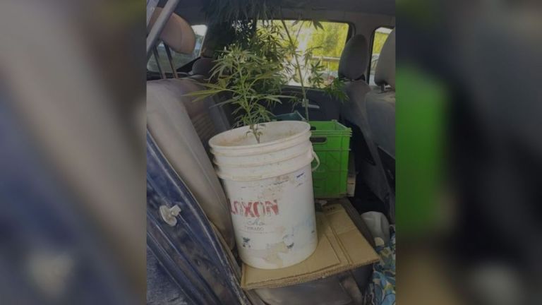 Los encontraron transportando plantas de marihuana en pleno centro de la ciudad