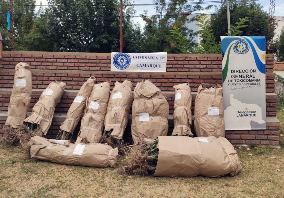 Bosque de marihuana: intervino la Justicia Federal de Roca 