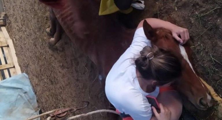 Triste final: murió «Mamita», la yegua rescatada en medio de la ola de calor