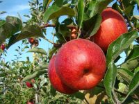 Tiempo de Gala en el Valle: El calor adelantó la cosecha de las primeras variedades de manzana