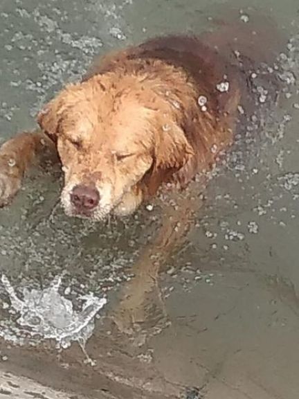 rescate perro canal grande 16 de septiembre
