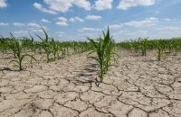 Por la sequía prolongada cae la exportación de granos y el ingreso de dólares al país