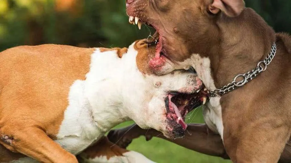 Terrible: una jauría de perros mató a un niño y dejó a su madre gravemente herida