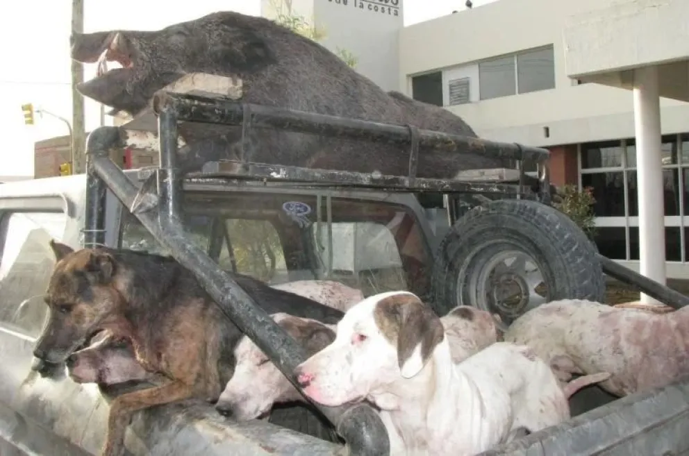 Habilitan la caza del jabalí para la temporada 2023