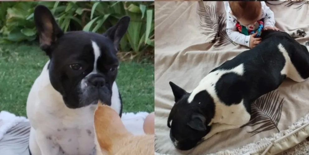 Entraron a una vivienda, se llevaron una camioneta y a la perrita de la familia