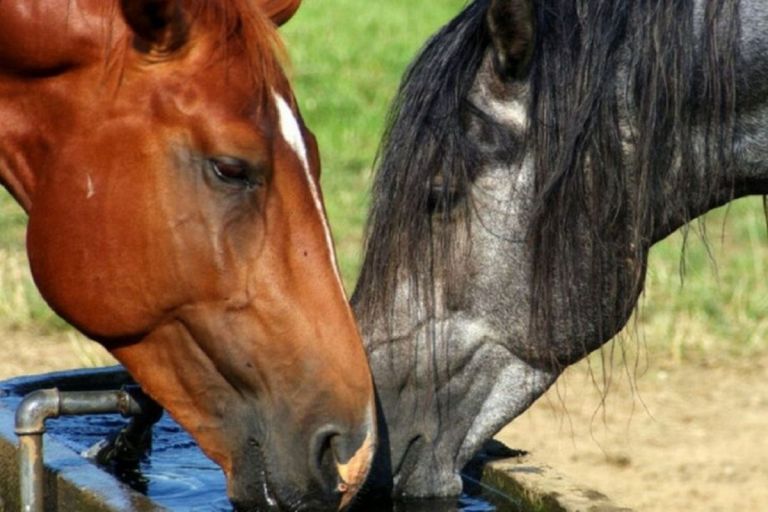 ¿Cómo ayudar a un caballo víctima de maltrato?