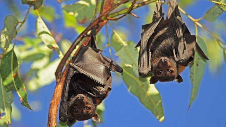 Murciélagos: como convivir con una especie protegida y beneficiosa pero que asusta