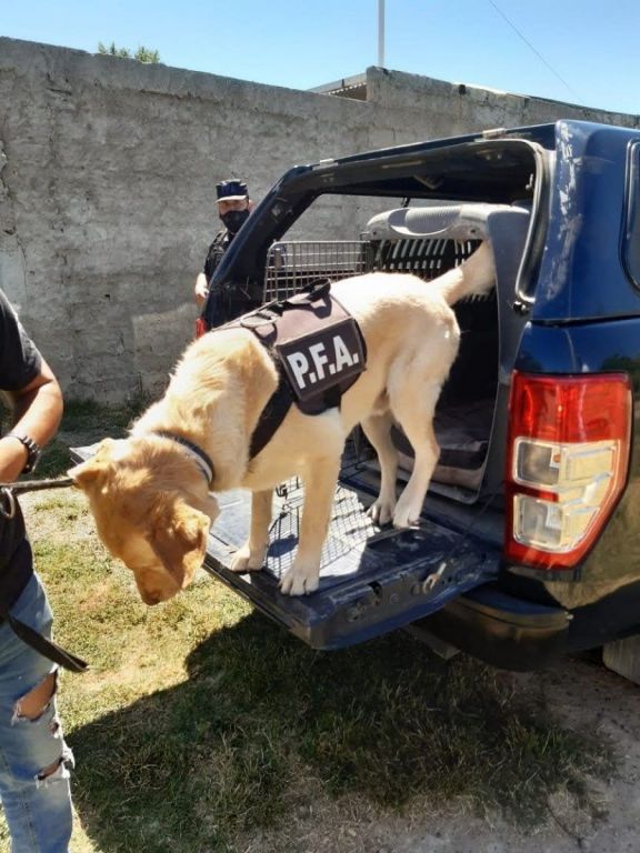 Otra gran labor de “Cratos”, el perro policía: detienen en Roca a un uruguayo que transportaba droga