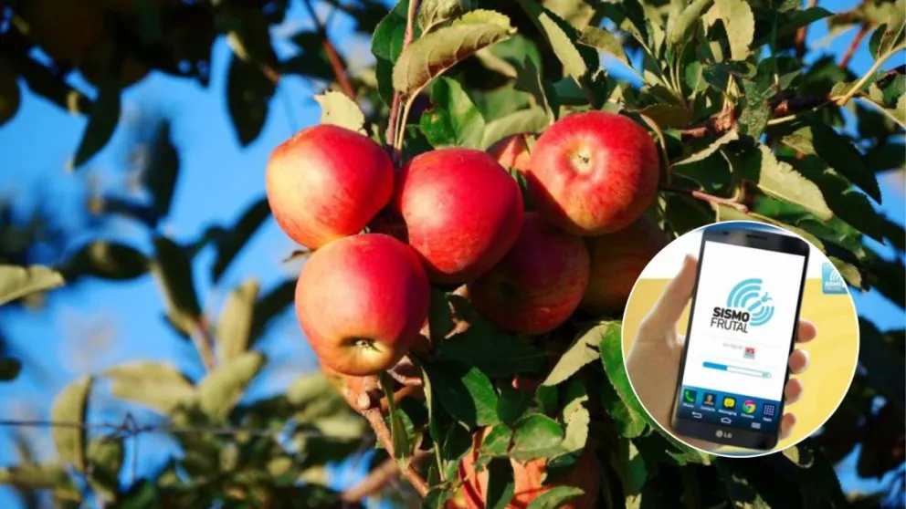 Crearon una app para ayudar a controlar las plagas en plantas frutales 