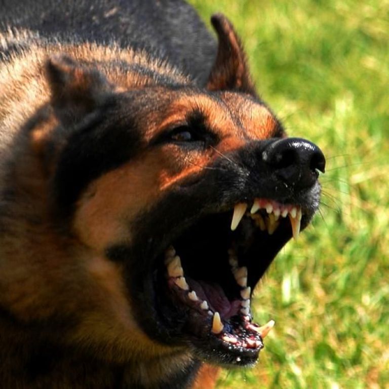 Dos atletas casi son mordidos por un perro en el Canal Grande: se reaviva la polémica por la tenencia responsable de mascotas
